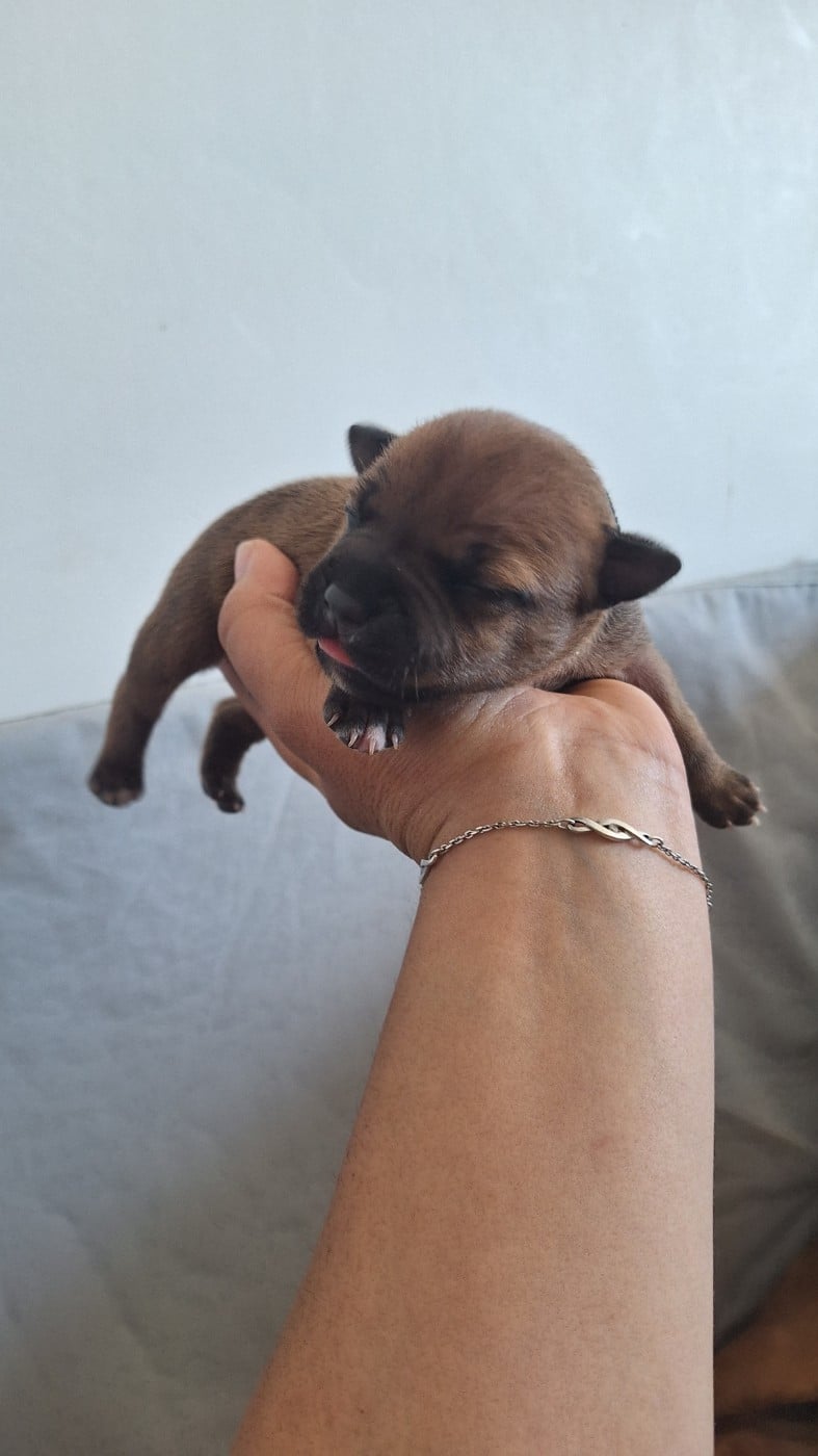 CHIOT 4 - Staffordshire Bull Terrier