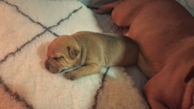 Les chiots de Staffordshire Bull Terrier