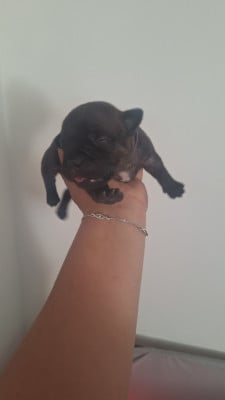 Les chiots de Staffordshire Bull Terrier