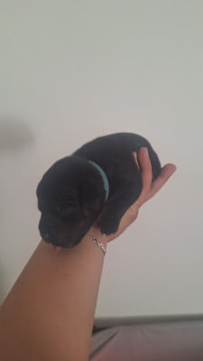 Les chiots de Staffordshire Bull Terrier