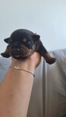 Les chiots de Staffordshire Bull Terrier