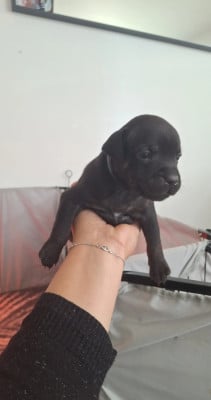 Les chiots de Staffordshire Bull Terrier