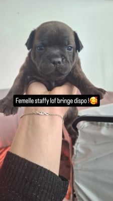 Les chiots de Staffordshire Bull Terrier