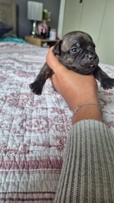 Les chiots de Staffordshire Bull Terrier