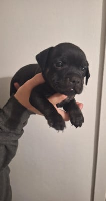 Les chiots de Staffordshire Bull Terrier