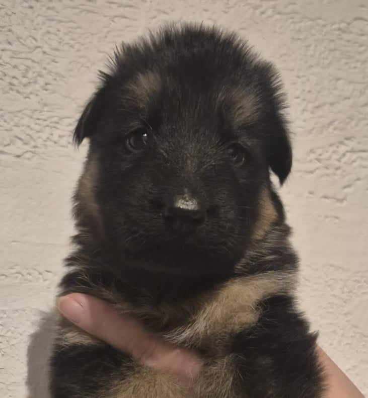 CHIOT 4 s/collier - Berger Allemand Poil Long