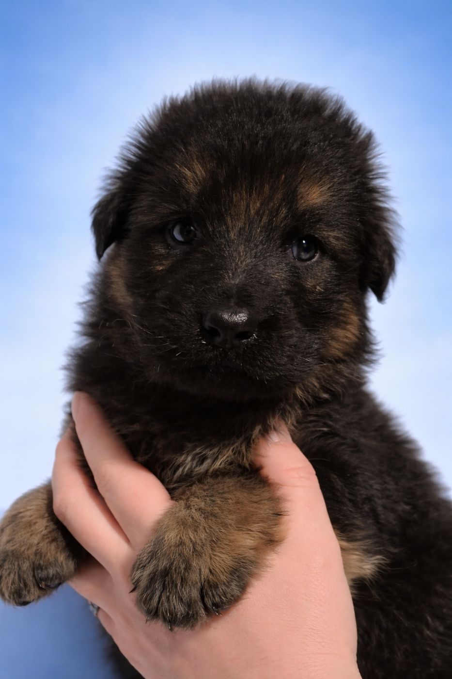 CHIOT 5 collier bleu - Berger Allemand Poil Long