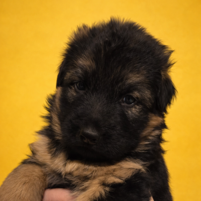 Les chiots de Berger Allemand Poil Long