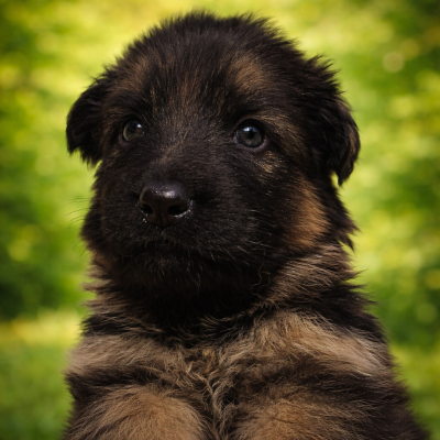 Les chiots de Berger Allemand Poil Long
