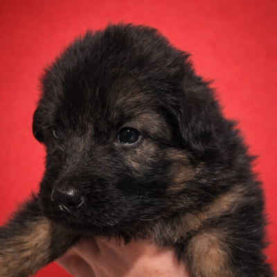 Les chiots de Berger Allemand Poil Long
