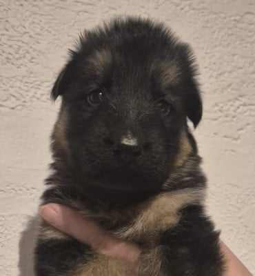 Les chiots de Berger Allemand Poil Long