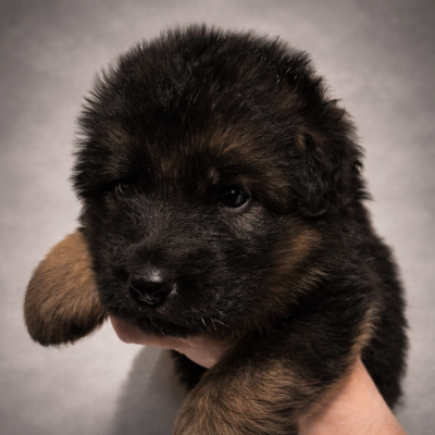 Les chiots de Berger Allemand Poil Long