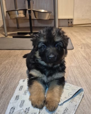 Les chiots de Berger Allemand Poil Long