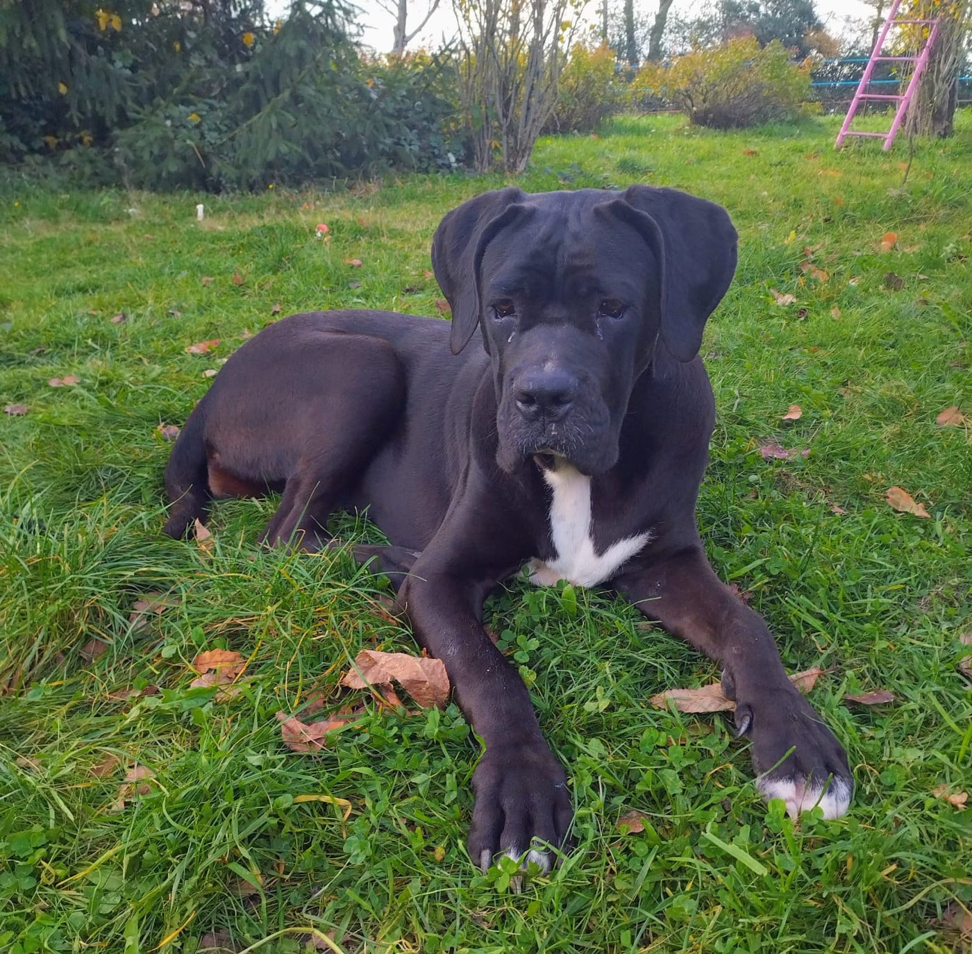 Aphrodite Des Seigneurs De Sparte