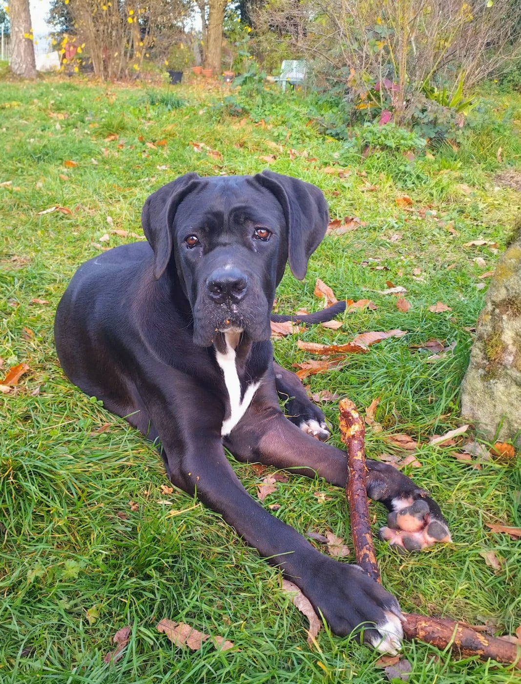 Aphrodite Des Seigneurs De Sparte