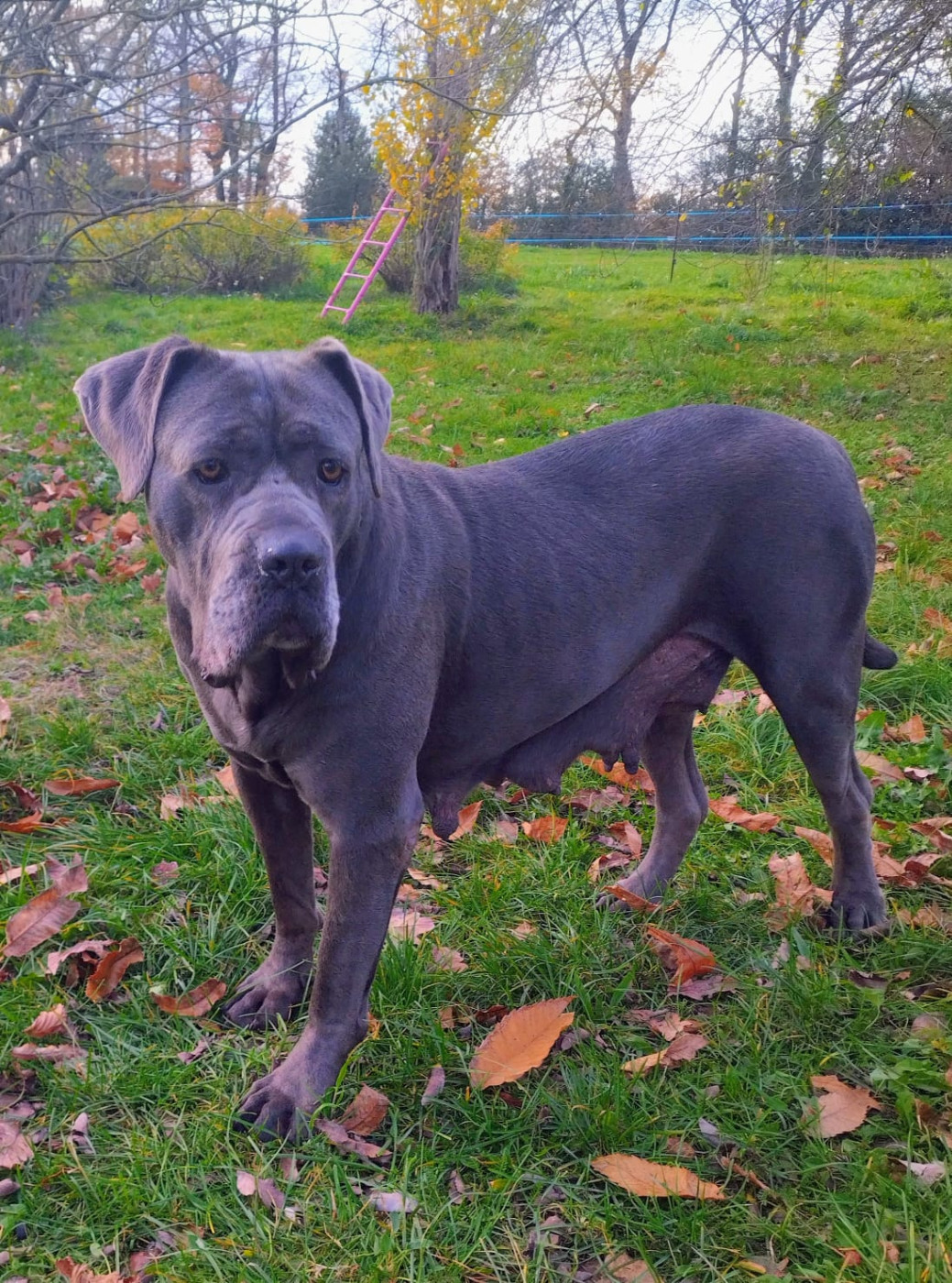 Regina dei titani sabini