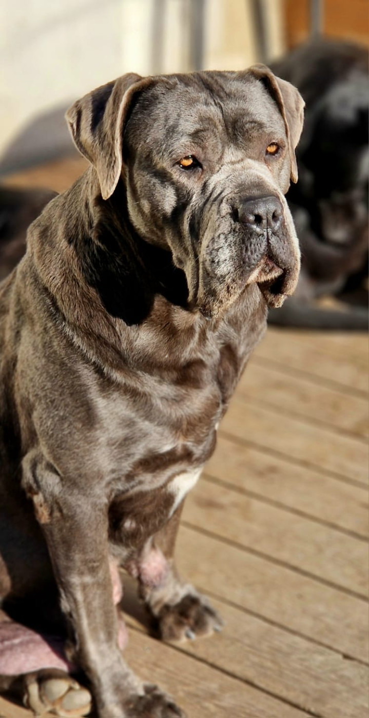 Regina dei titani sabini