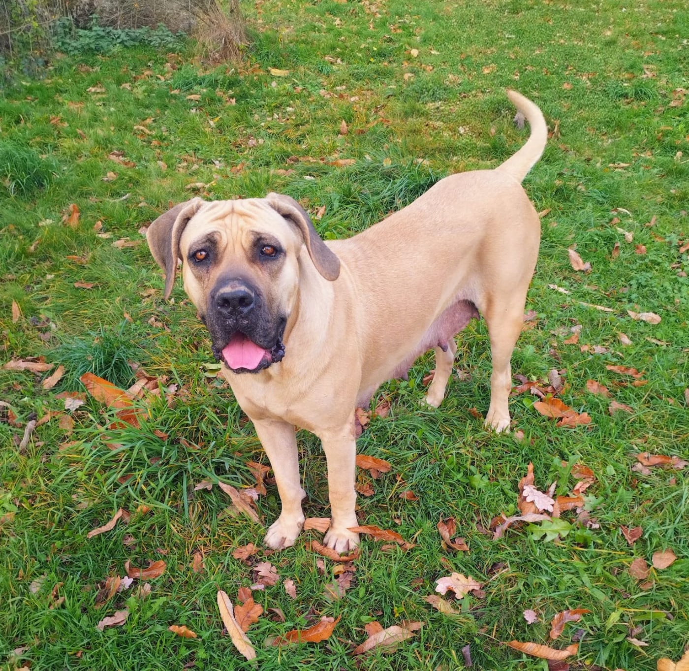 Calypso Des Seigneurs De Sparte