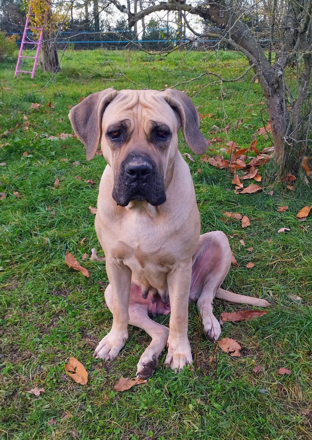 Calypso Des Seigneurs De Sparte