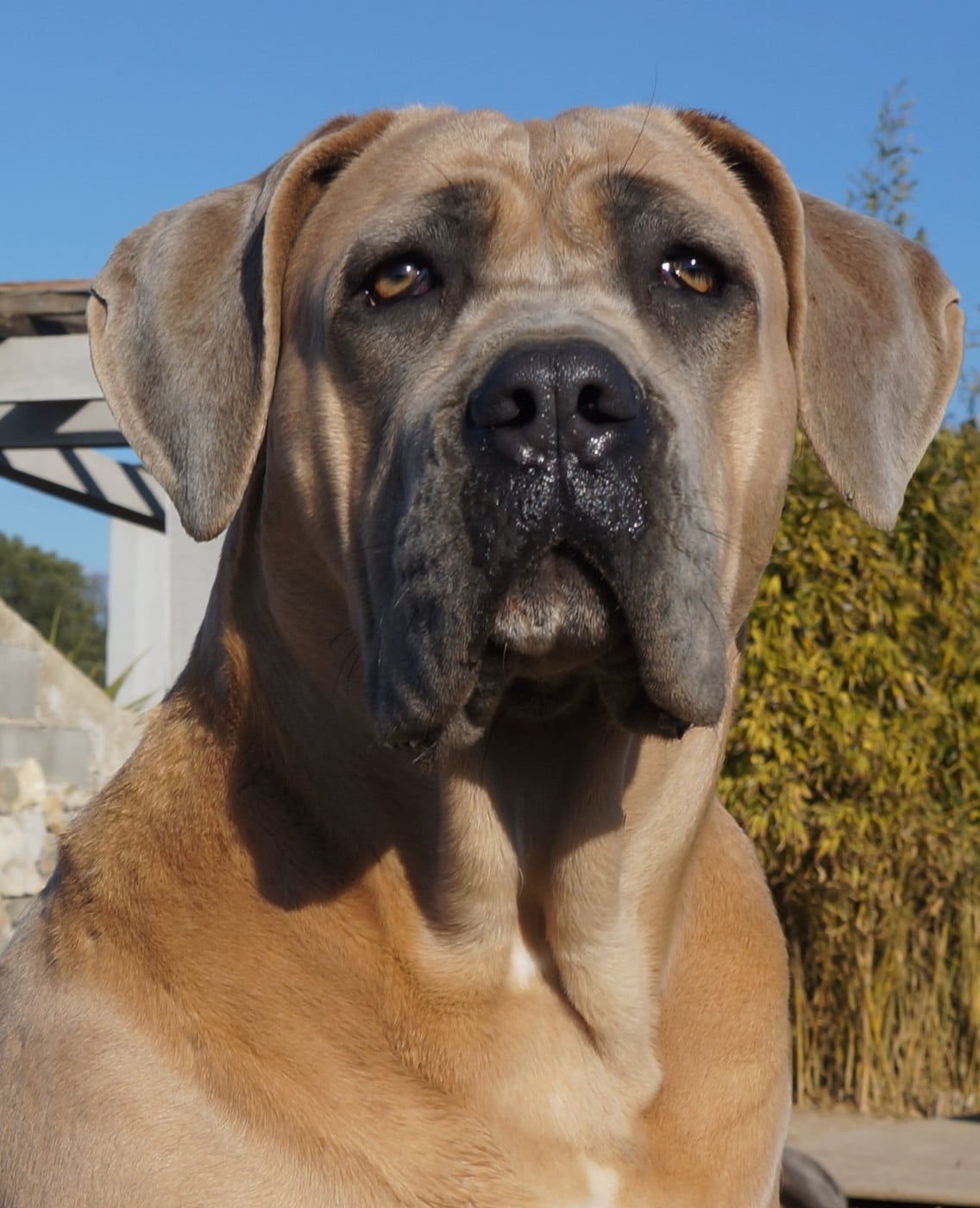 Rhéa Des Seigneurs De Sparte