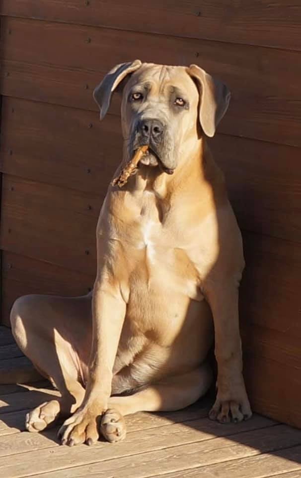 Rhéa Des Seigneurs De Sparte