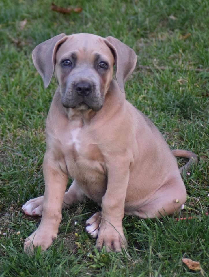 Rhéa Des Seigneurs De Sparte