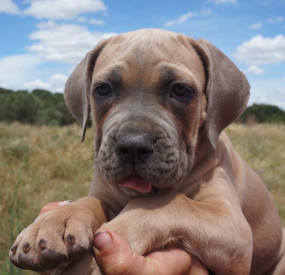Rhéa Des Seigneurs De Sparte