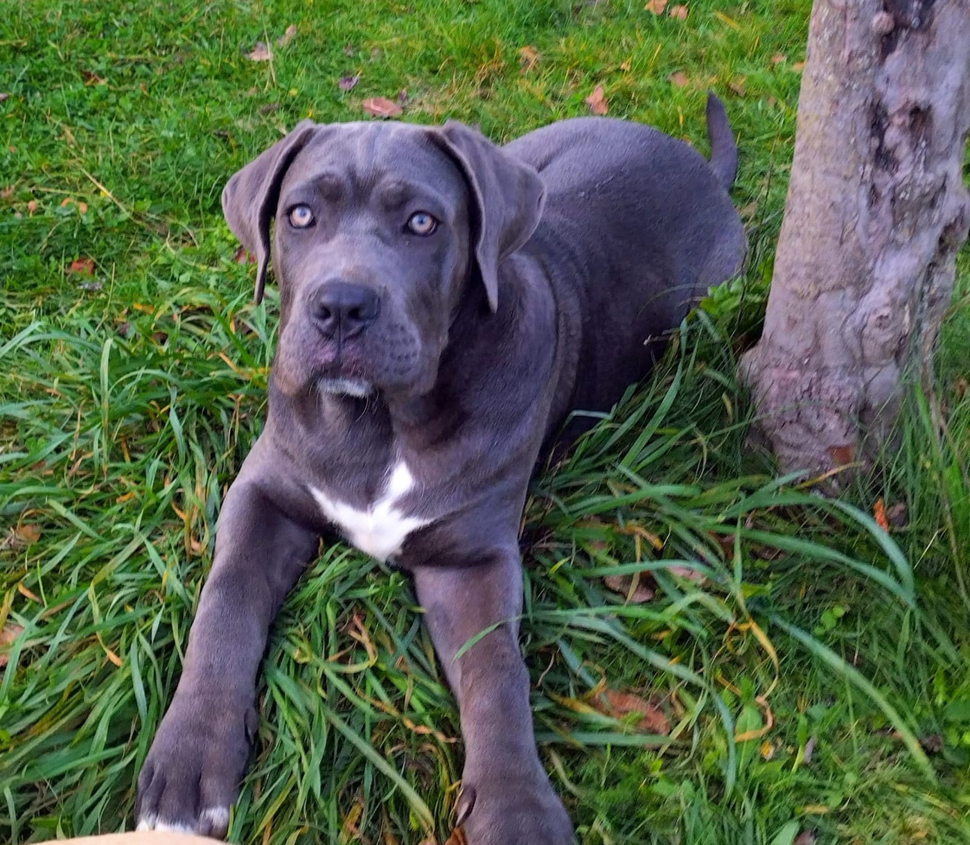 Alpha Des Seigneurs De Sparte