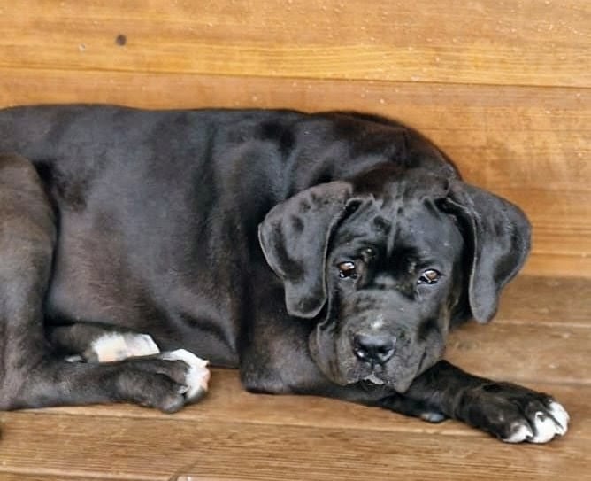 Aphrodite Des Seigneurs De Sparte