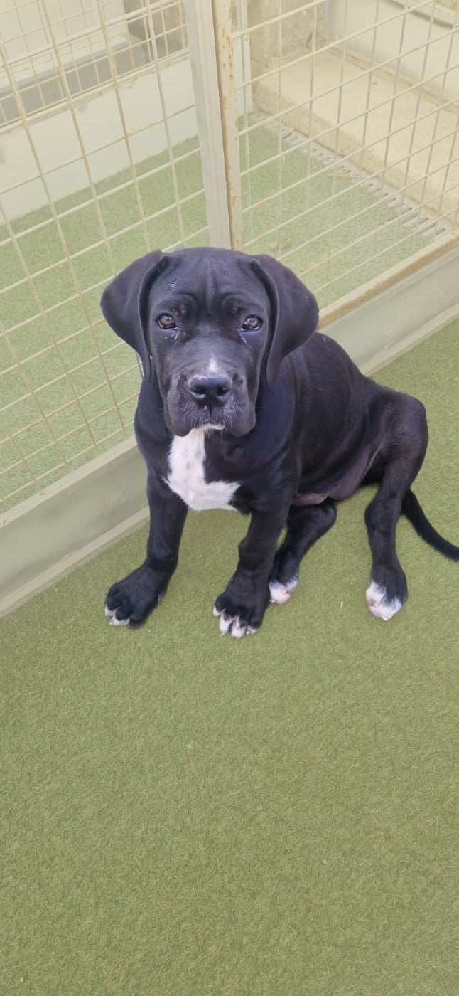 Aphrodite Des Seigneurs De Sparte