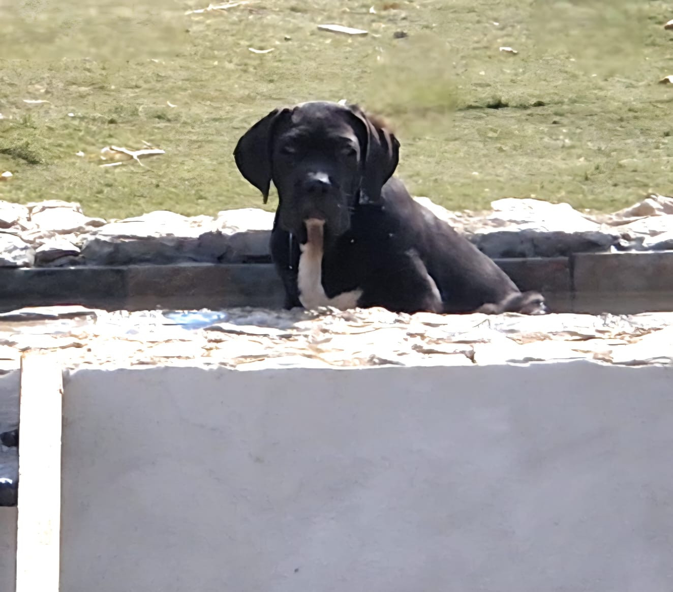 Aphrodite Des Seigneurs De Sparte