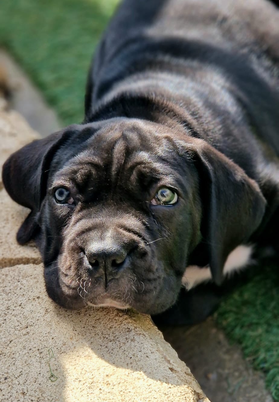 Aphrodite Des Seigneurs De Sparte