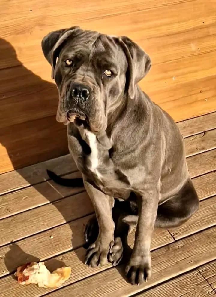 Athena (Sans Affixe)