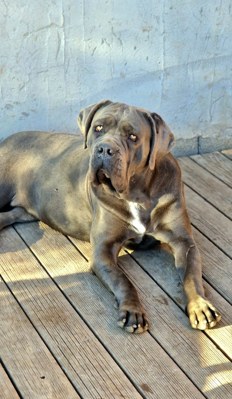 Athena (Sans Affixe)