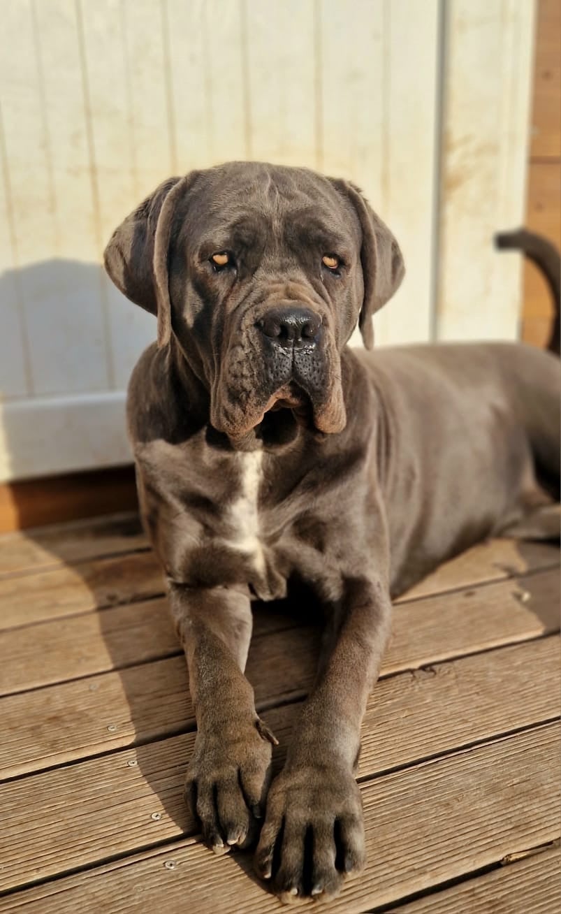 Athena (Sans Affixe)