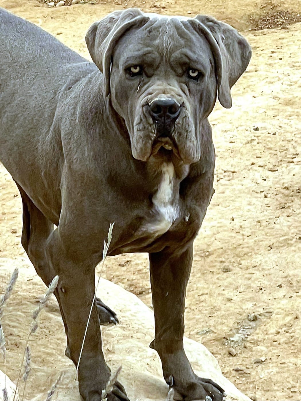 Athena (Sans Affixe)