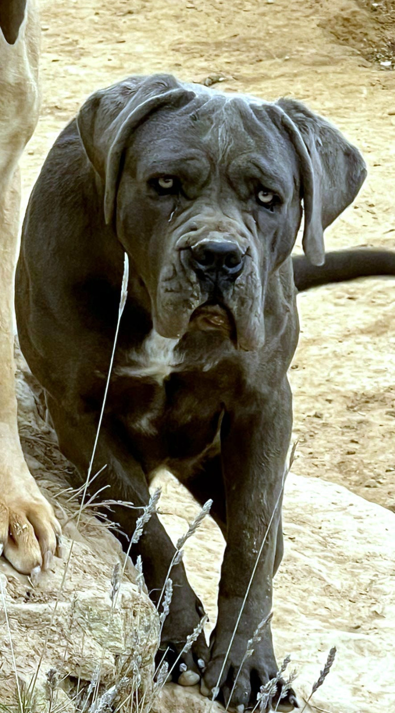 Athena (Sans Affixe)