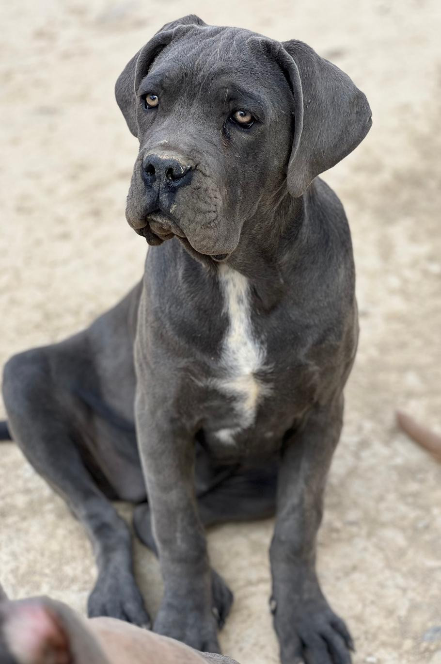 Athena (Sans Affixe)