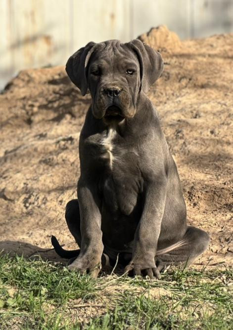 Athena (Sans Affixe)