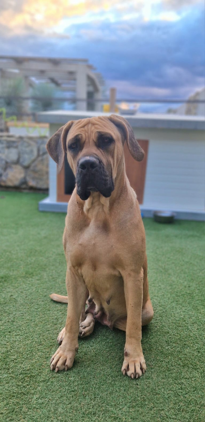 Calypso Des Seigneurs De Sparte