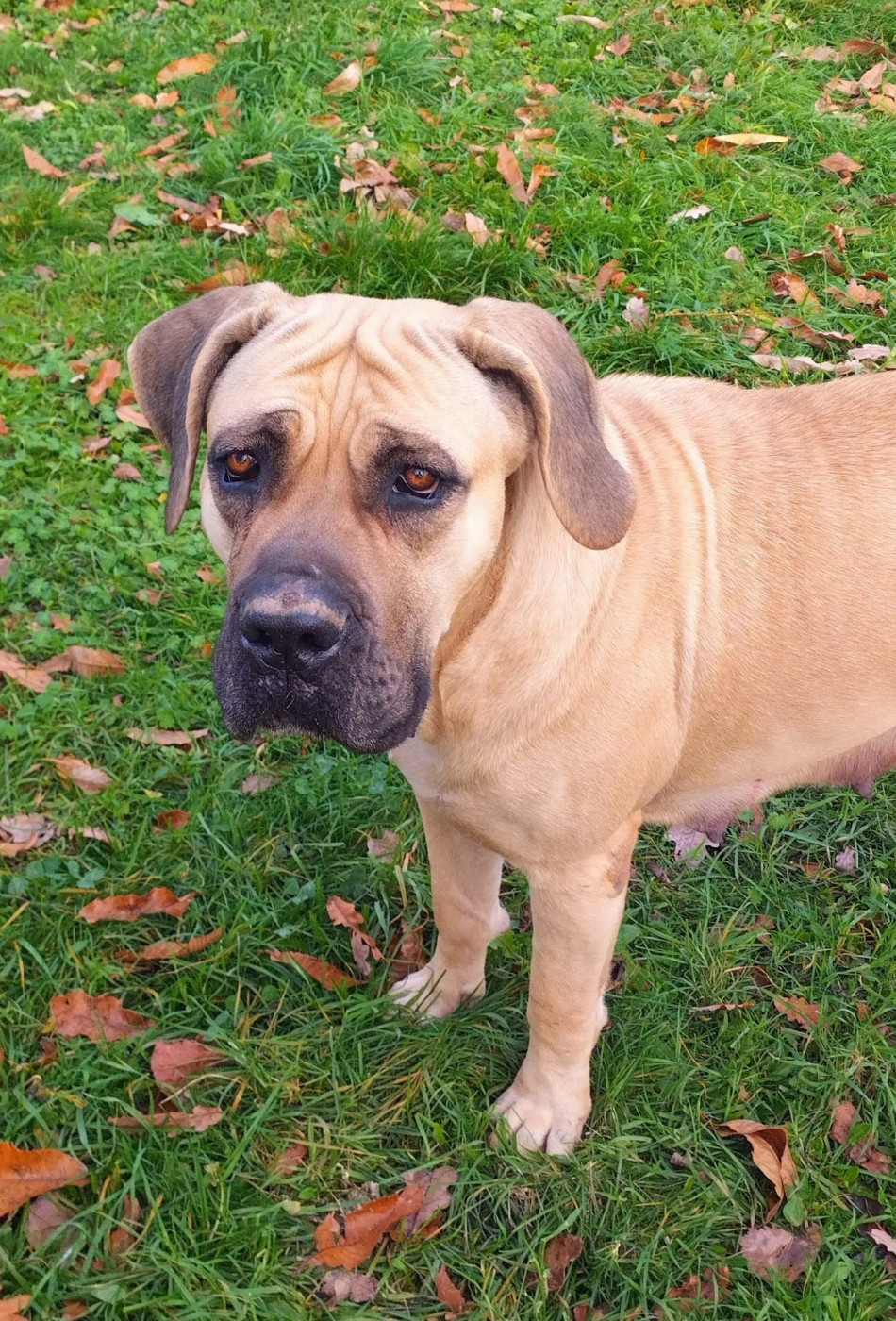 Calypso Des Seigneurs De Sparte