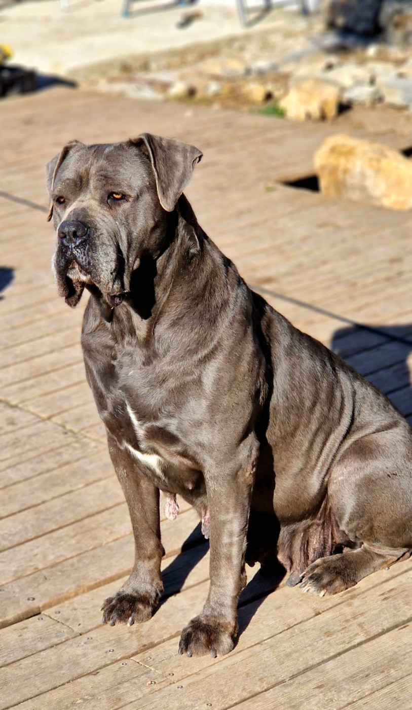 Regina dei titani sabini