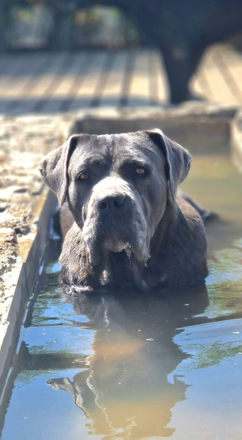 Regina dei titani sabini