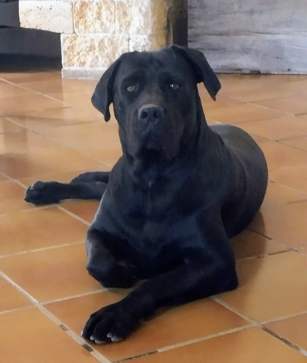 Astra Borbone Dei Caivanesi