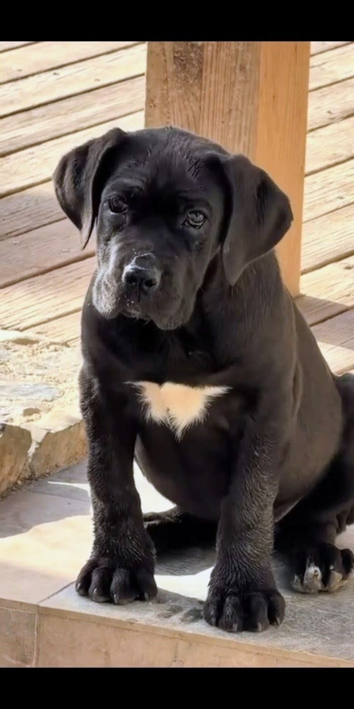 Luna
