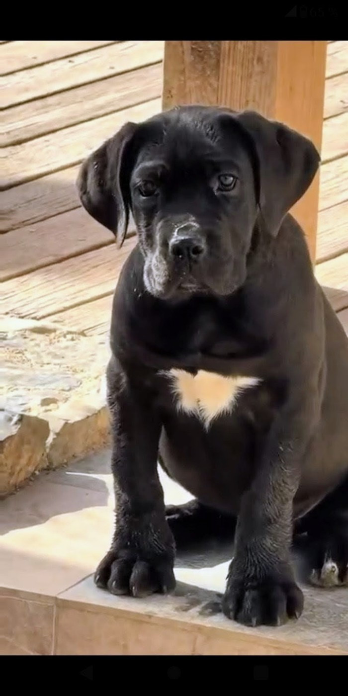 Luna