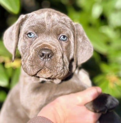 Les chiots de Cane Corso