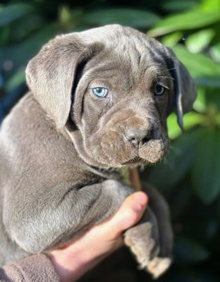 Les chiots de Cane Corso