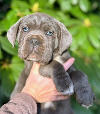 Les chiots de Cane Corso