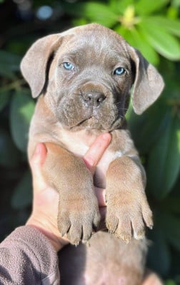 Les chiots de Cane Corso